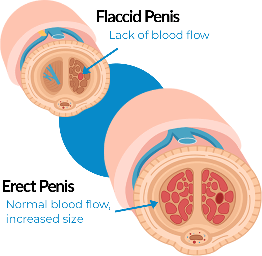 diagram-blood-flow-2