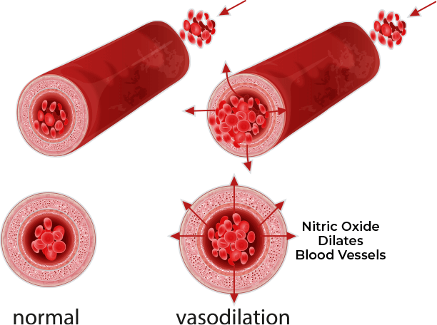الأوعية الدموية لأكسيد النيتريك